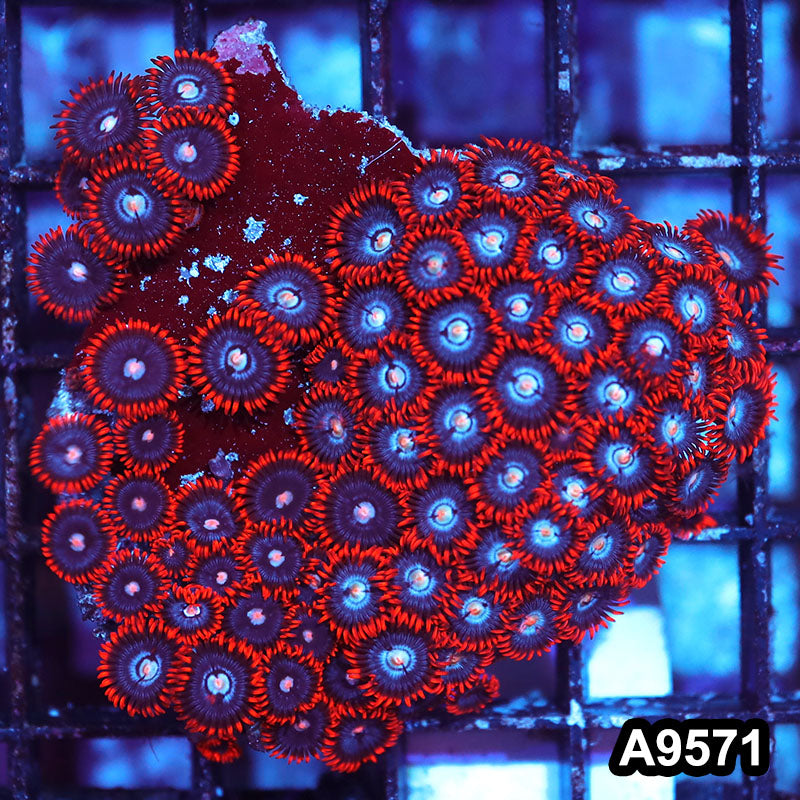 Item#A9571IN9571(S) WYSIWYG Indo Ultra Zoanthid Mini Colony