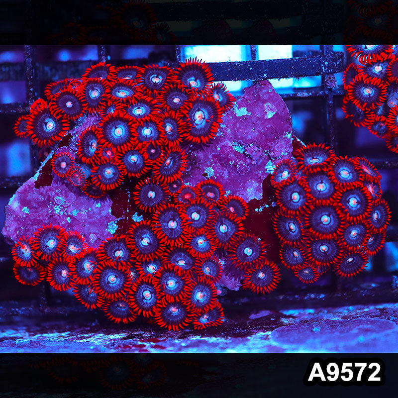 Item#A9572IN9572(S) WYSIWYG Indo Ultra Zoanthid Mini Colony