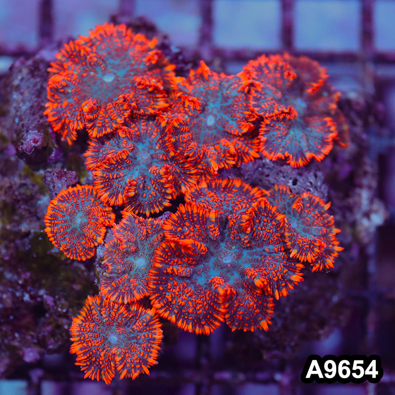 Item#A9654IN9654(M) WYSIWYG Vietnam Ultra Red Rhodactis Mushroom Colony
