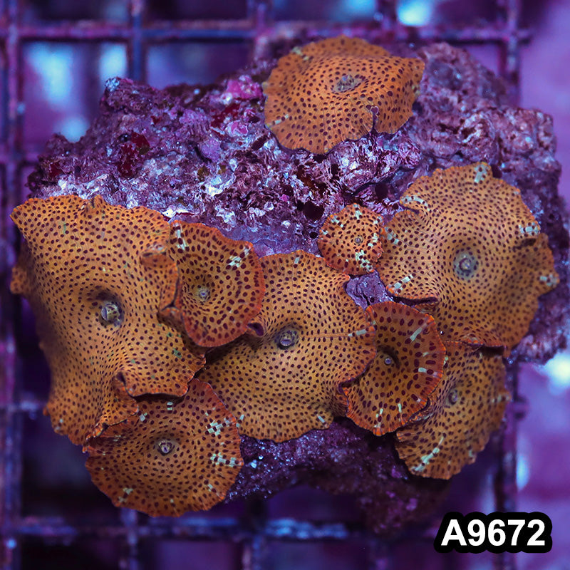 Item#A9672IN9672(M) WYSIWYG Vietnam Ultra Unique Discosoma Mushroom Colony