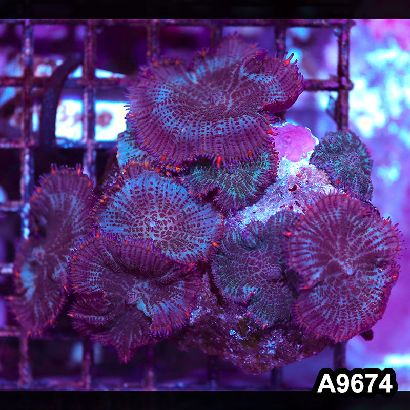 Item#A9674IN9674(M) WYSIWYG Vietnam Ultra Rhodactis Mushroom Colony
