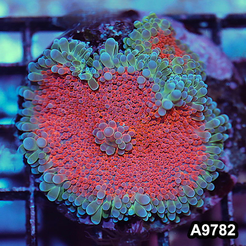 Item#A9782IN9782(S) WYSIWYG Indo Ultra Unique Ricordea Yuma Mushroom