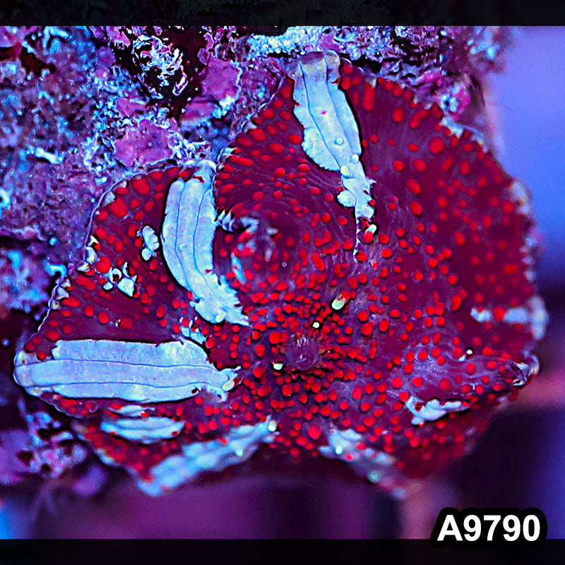 Item#A9790IN9790(S) WYSIWYG Indo Ultra Unique Discosoma Mushroom