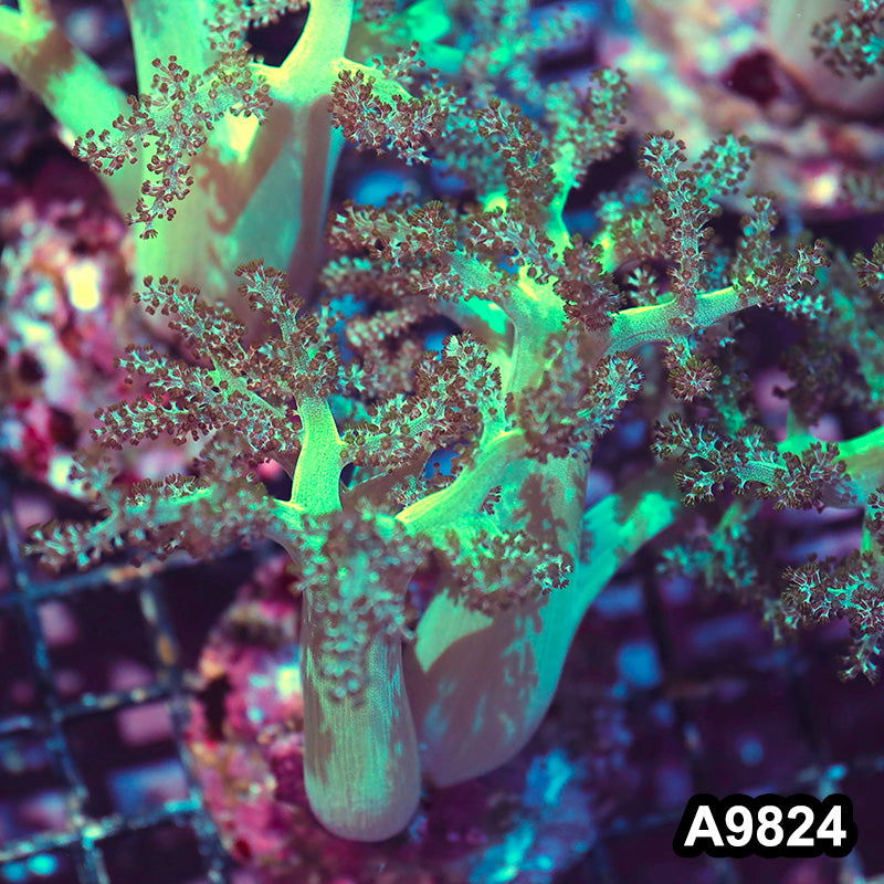 Item#A9824IN9824(M) Hand Selected Indo Ultra Green Kenya Tree Colony