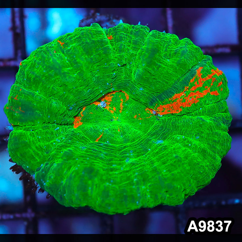 Item#A9837IN9837(S) WYSIWYG Aussie Imperfect Bleeding Apple Scolymia