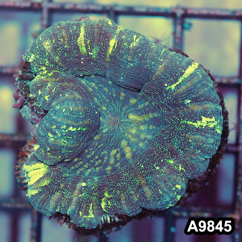 Item#A9845IN9845(S) WYSIWYG Aussie Imperfect B Grade Scolymia