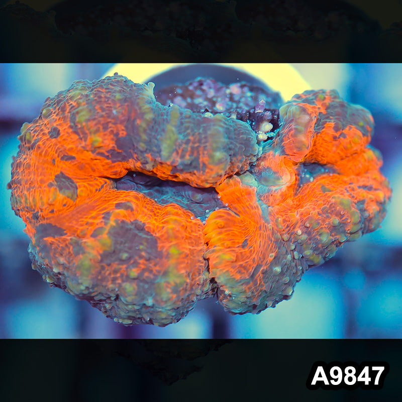 Item#A9847IN9847(S) WYSIWYG Aussie Ultra XS Lobophyllia