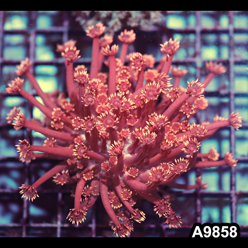 Item#A9858IN9858(M) WYSIWYG Indo Cultured Ultra Unique Goniopora Colony