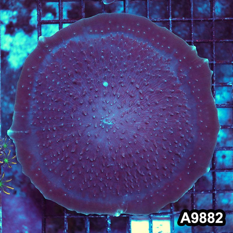 Item#A9882LW9882(L) WYSIWYG Indo Ultra Cup Coral