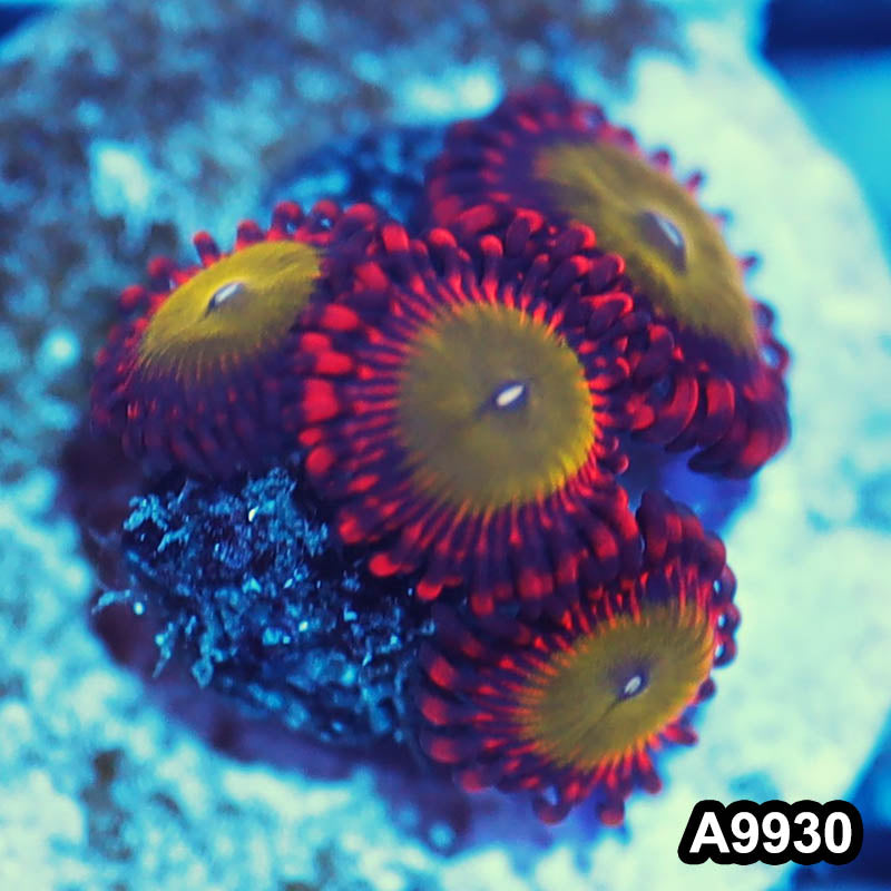 Item#A9930IN9930(S) WYSIWYG Indo Ultra Candy Apple Zoanthid Frag
