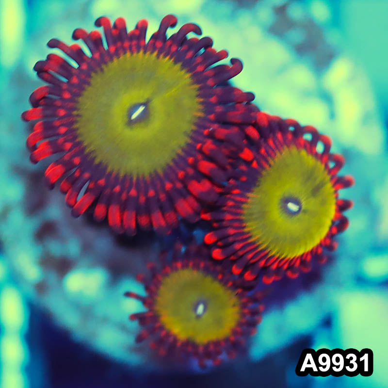 Item#A9931IN9931(S) WYSIWYG Indo Ultra Candy Apple Zoanthid Frag