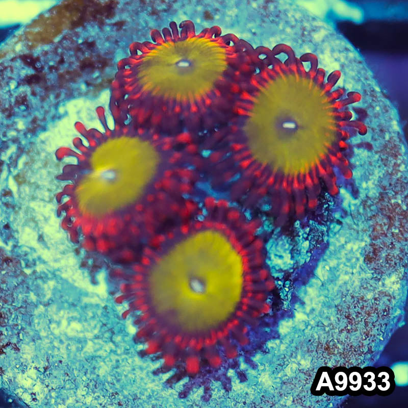 Item#A9933IN9933(S) WYSIWYG Indo Ultra Candy Apple Zoanthid Frag