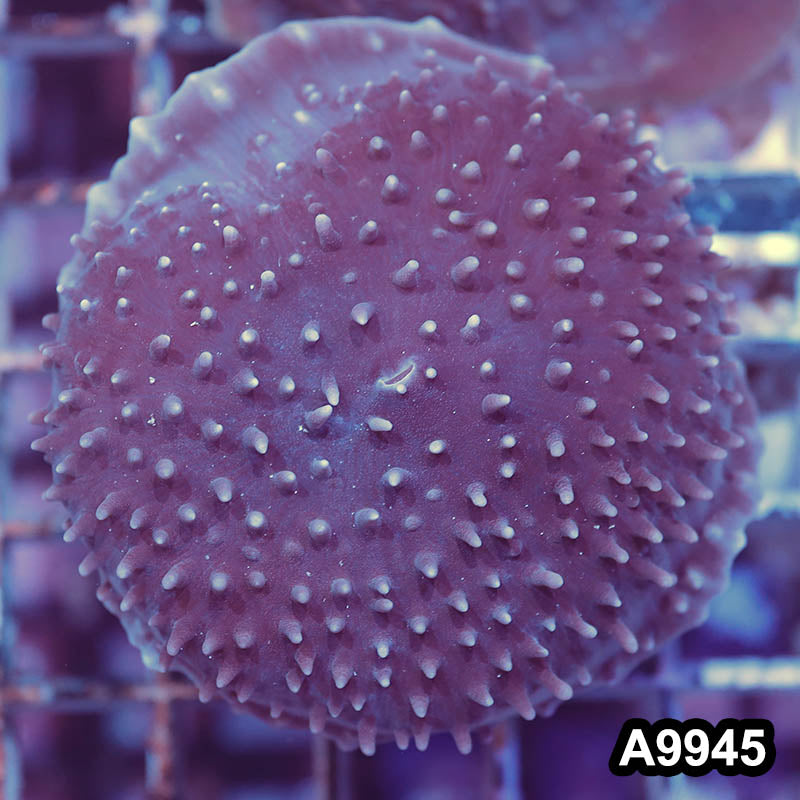 Item#A9945IN9945(M) WYSIWYG Indo Small Cup Mushroom