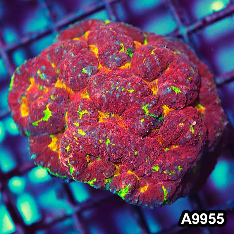 Item#A9955IN9955(S) WYSIWYG Aussie Unique Rainbow Symphyllia Colony