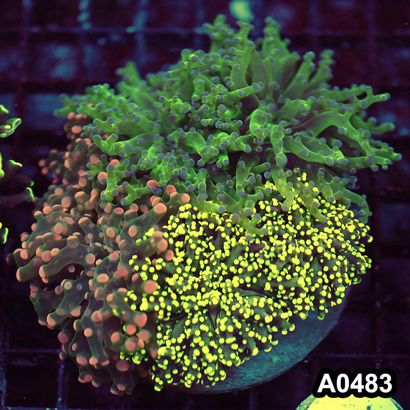 Item#A0483LW0483(M) WYSIWYG Indo Ultra Frogspawn Combo