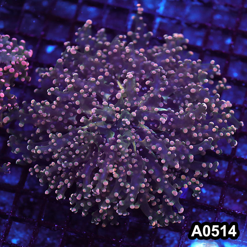 Item#A0514LW0514(L) WYSIWYG Indo Ultra Pink Tip Octofrogspawn Colony