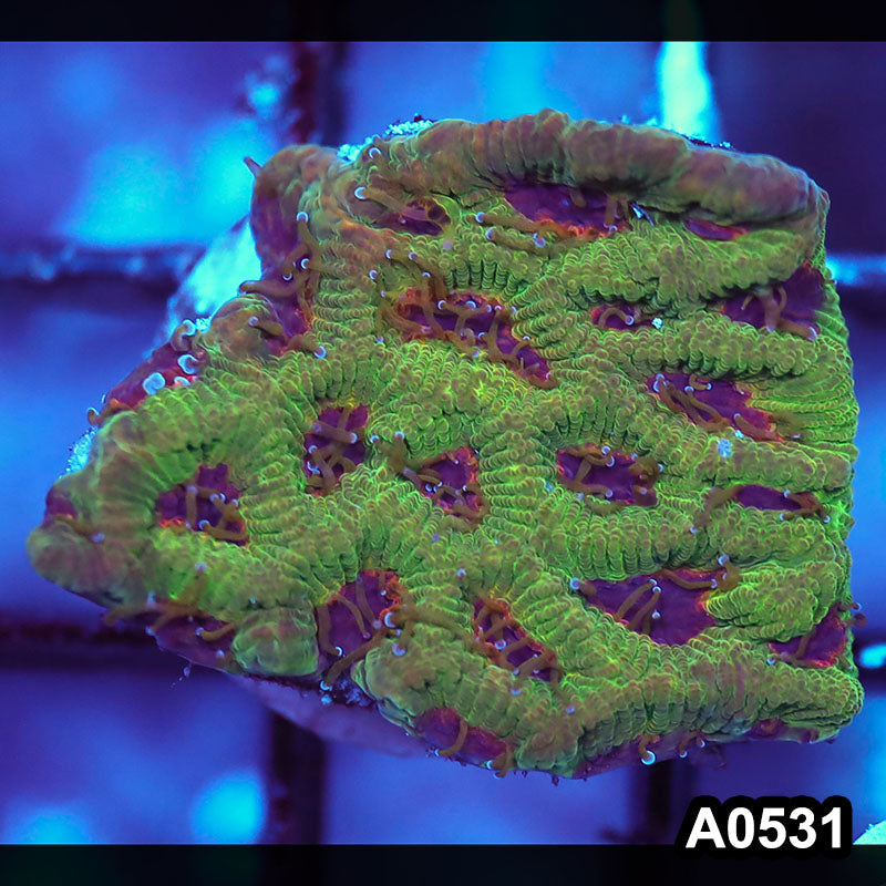Item#A0531IN0531(S) WYSIWYG Aussie Ultra Unique Maze Brain Frag