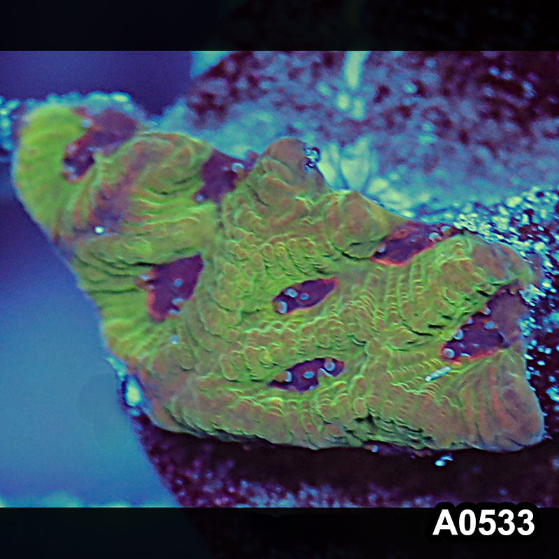 Item#A0533IN0533(S) WYSIWYG Aussie Ultra Unique Maze Brain Frag