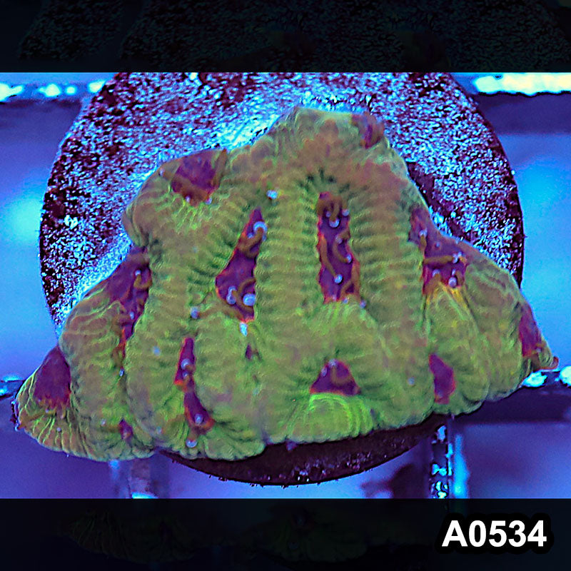 Item#A0534IN0534(S) WYSIWYG Aussie Ultra Unique Maze Brain Frag