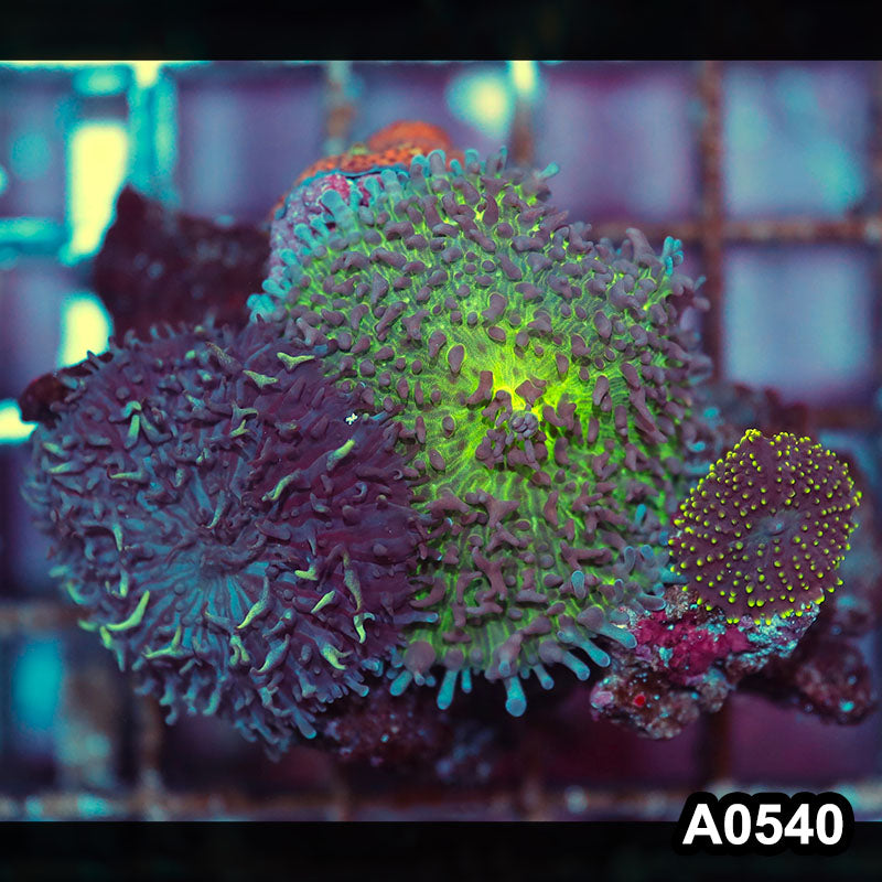 Item#A0540IN0540(S) WYSIWYG Indo Ultra Mushroom Combo