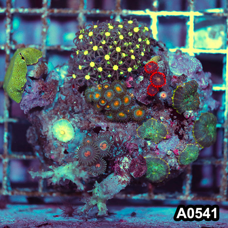 Item#A0541IN0541(M) WYSIWYG Indo Ultra Mushroom Combo