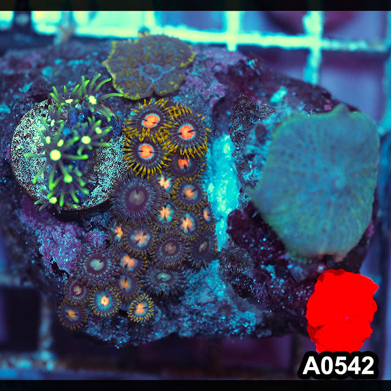 Item#A0542IN0542(M) WYSIWYG Indo Ultra Mushroom Combo