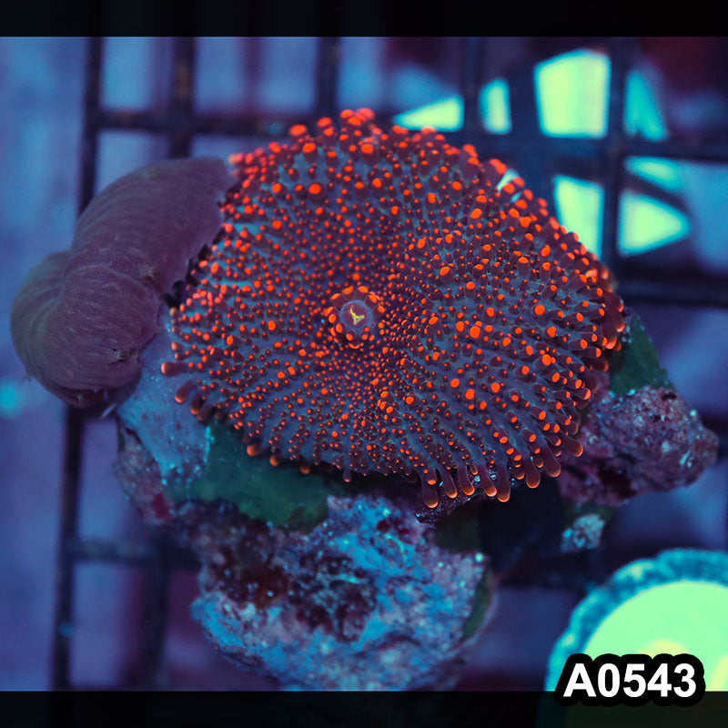Item#A0543IN0543(S) WYSIWYG Indo Ultra Mushroom Combo