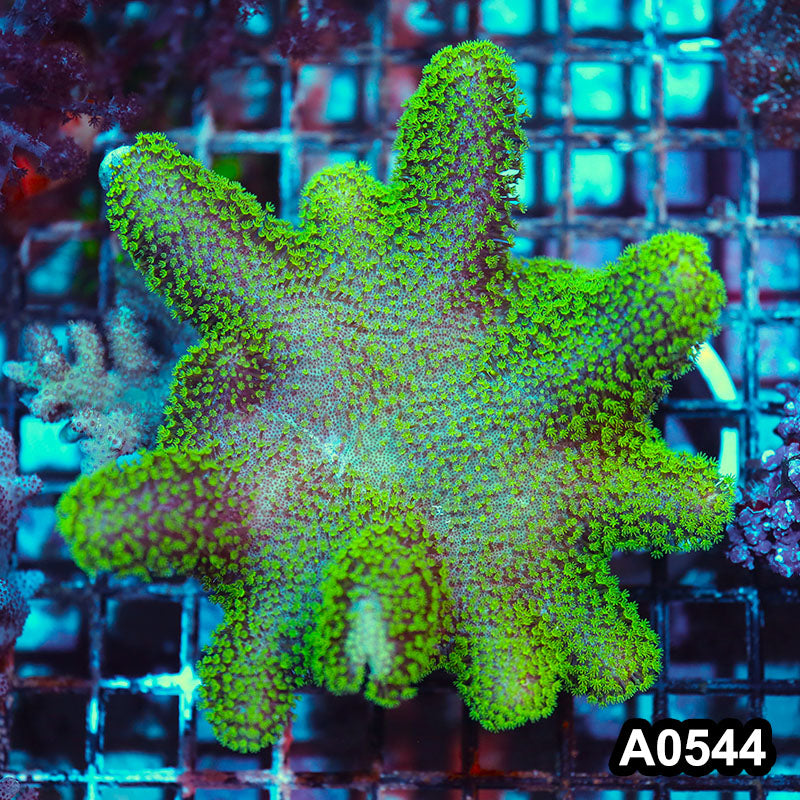 Item#A0544IN0544(L) WYSIWYG Indo Ultra Neon Green Large Crown Leather Colony