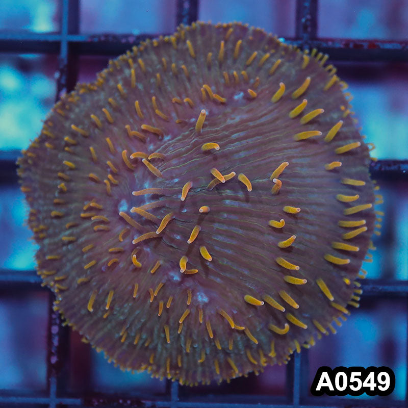 Item#A0549IN0549(S) WYSIWYG Indo Rainbow Diaseris Plate