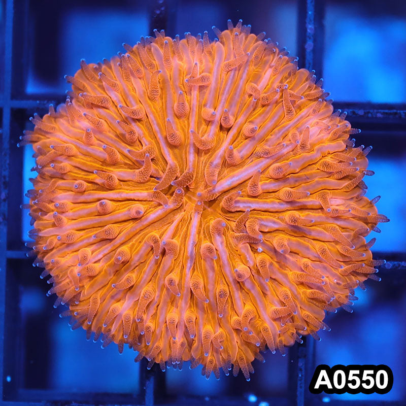 Item#A0550IN0550(S) WYSIWYG Indo Ultra Fungia