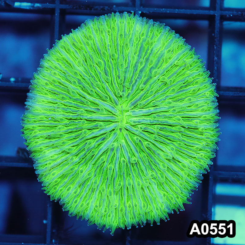 Item#A0551IN0551(S) WYSIWYG Indo Ultra Fungia
