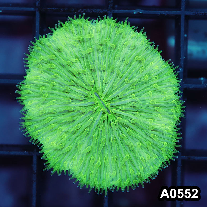 Item#A0552IN0552(S) WYSIWYG Indo Ultra Fungia
