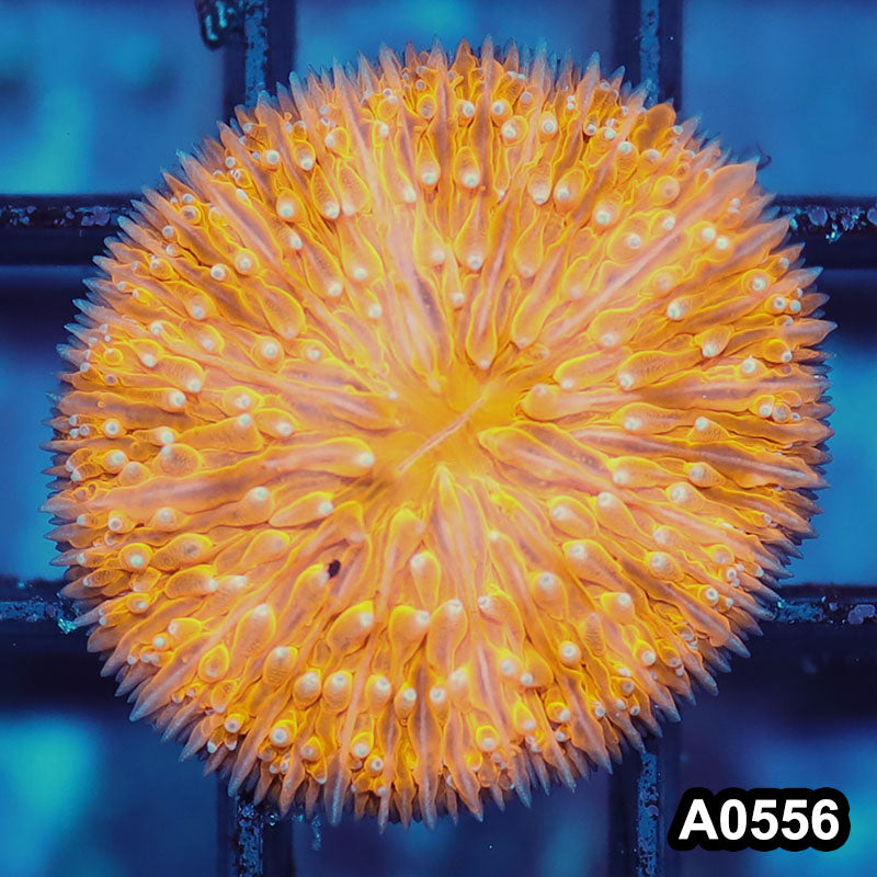 Item#A0556IN0556(S) WYSIWYG Indo Ultra Fungia