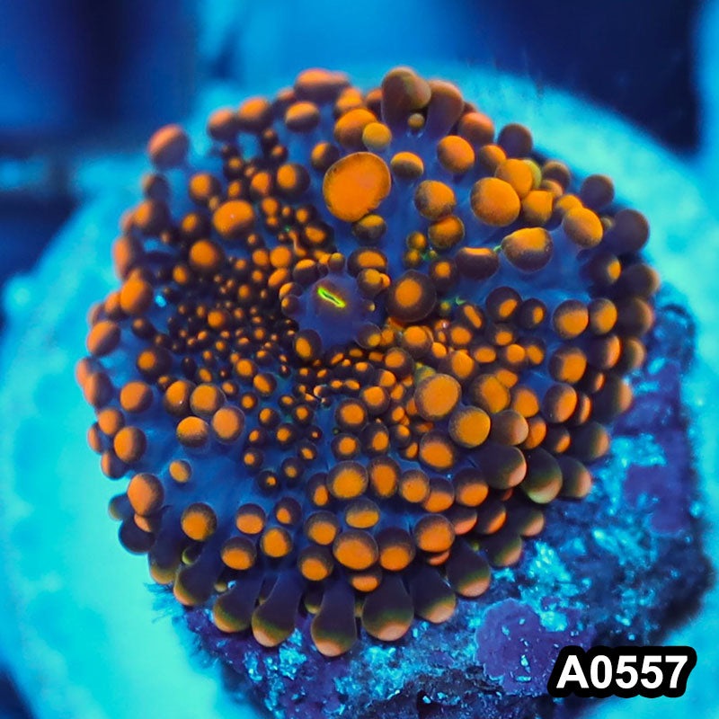 Item#A0557IN0557(S) WYSIWYG Indo Ultra Ricordea Yuma Mushroom