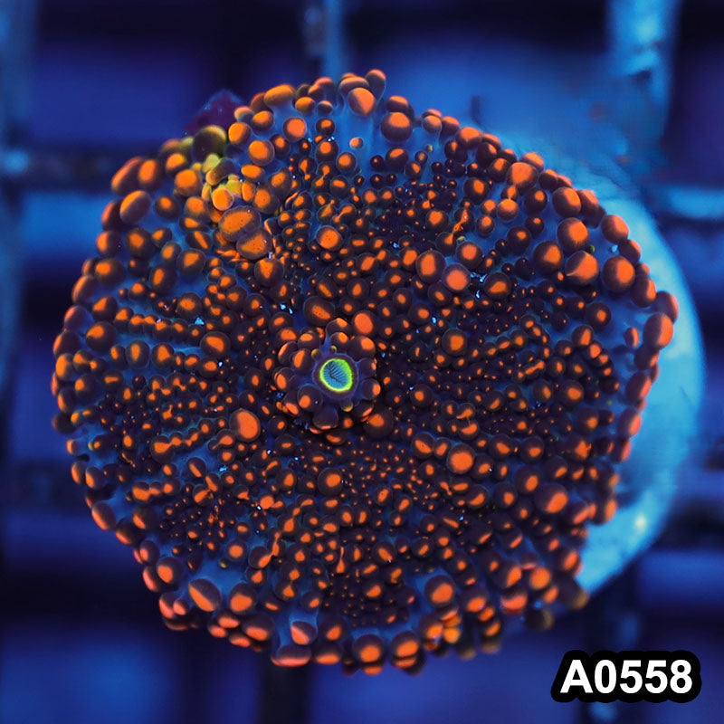 Item#A0558IN0558(S) WYSIWYG Indo Ultra Ricordea Yuma Mushroom