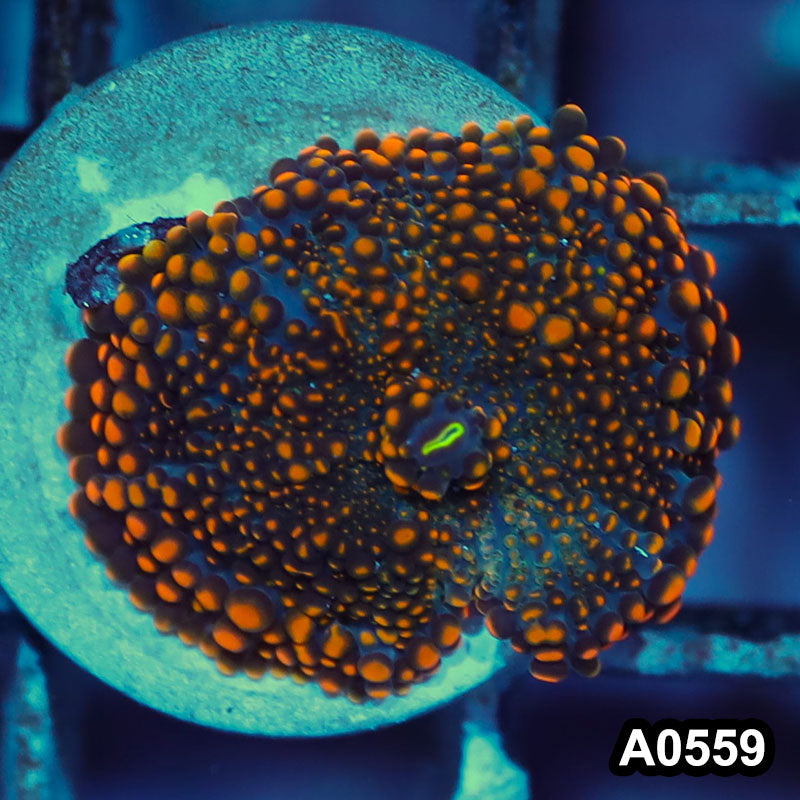 Item#A0559IN0559(S) WYSIWYG Indo Ultra Ricordea Yuma Mushroom