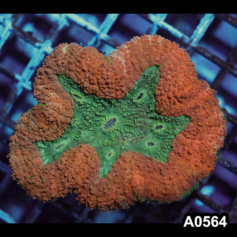 Item#A0564IN0564(M) WYSIWYG Aussie Ultra Unique Symphyllia Colony