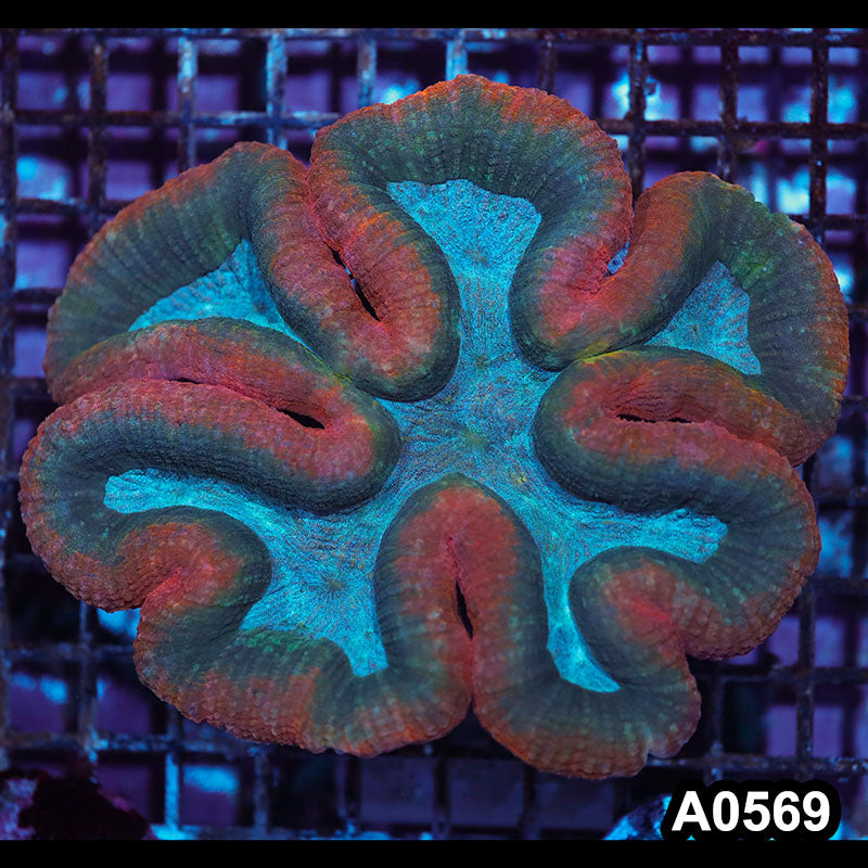 Item#A0569IN0569(L) WYSIWYG Aussie Ultra Unique Symphyllia Colony