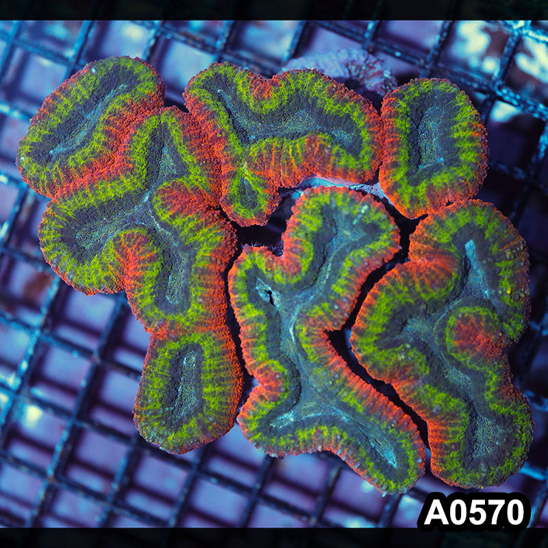 Item#A0570IN0570(L) WYSIWYG Aussie Rainbow Lobophyllia Colony