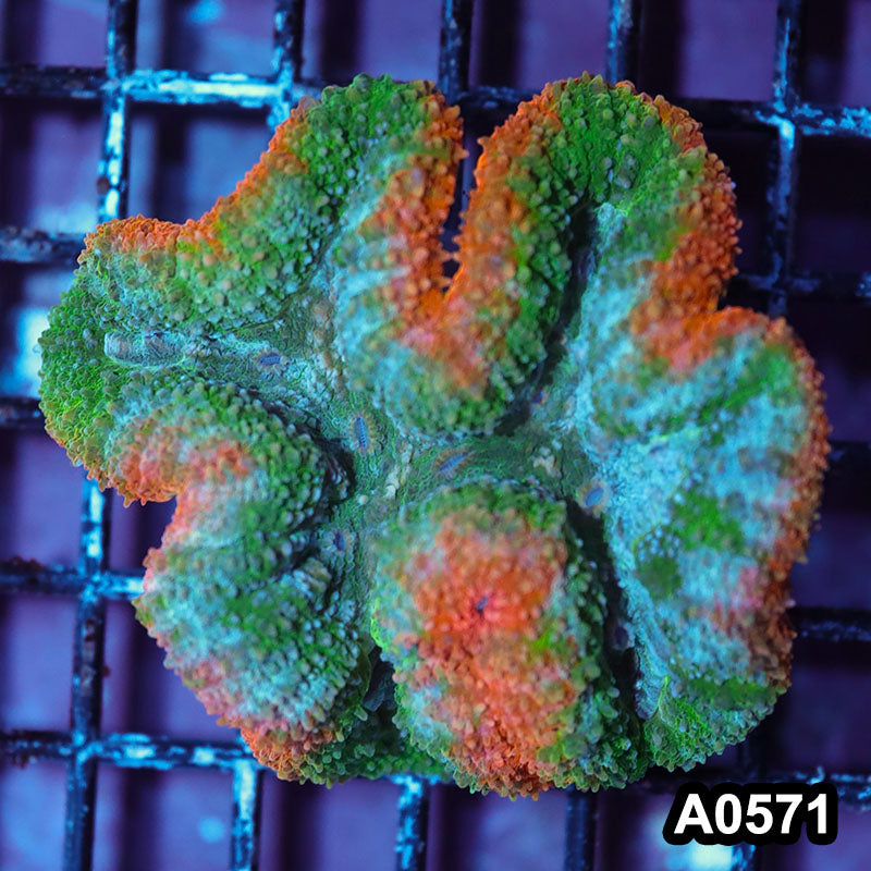 Item#A0571IN0571(M) WYSIWYG Aussie Ultra Unique Symphyllia Colony