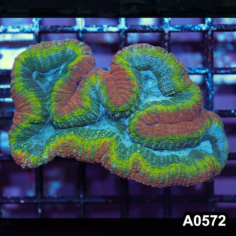 Item#A0572IN0572(M) WYSIWYG Aussie Rainbow Lobophyllia