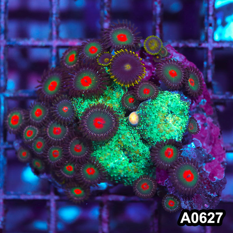 Item#A0627IN0627(S) WYSIWYG Indo Ultra Zoanthid Mushroom Combo