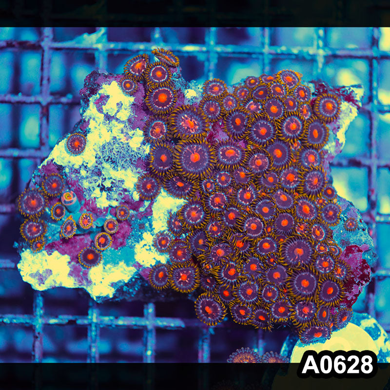Item#A0628IN0628(M) WYSIWYG Indo Ultra Zoanthid Colony