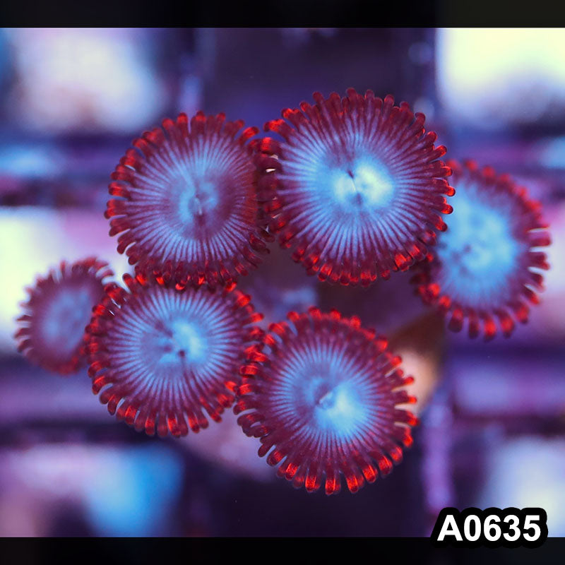 Item#A0635IN0635(S) WYSIWYG Cultured Spiderman Zoanthid Frag