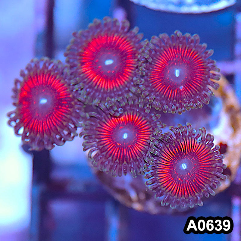 Item#A0639IN0639(S) WYSIWYG Indo Ultra Zoanthid Frag