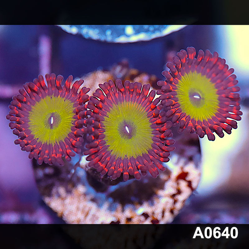 Item#A0640IN0640(S) WYSIWYG Cultured Candy Apple Red Zoanthid Frag