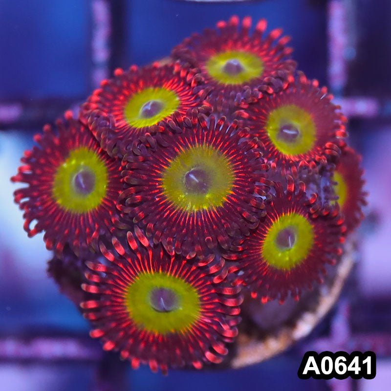 Item#A0641IN0641(S) WYSIWYG Cultured Candy Apple Red Zoanthid Frag