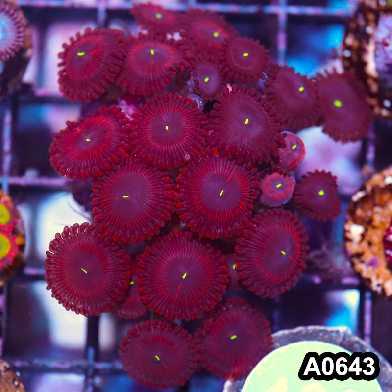 Item#A0643IN0643(S) WYSIWYG Indo Cultured Ultra Zoanthid Mini Colony