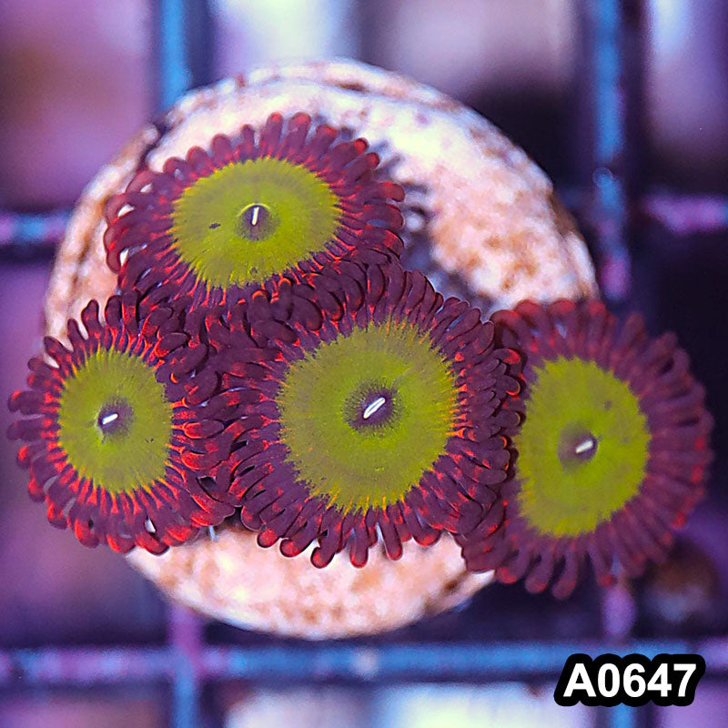 Item#A0647IN0647(S) WYSIWYG Cultured Candy Apple Red Zoanthid Frag