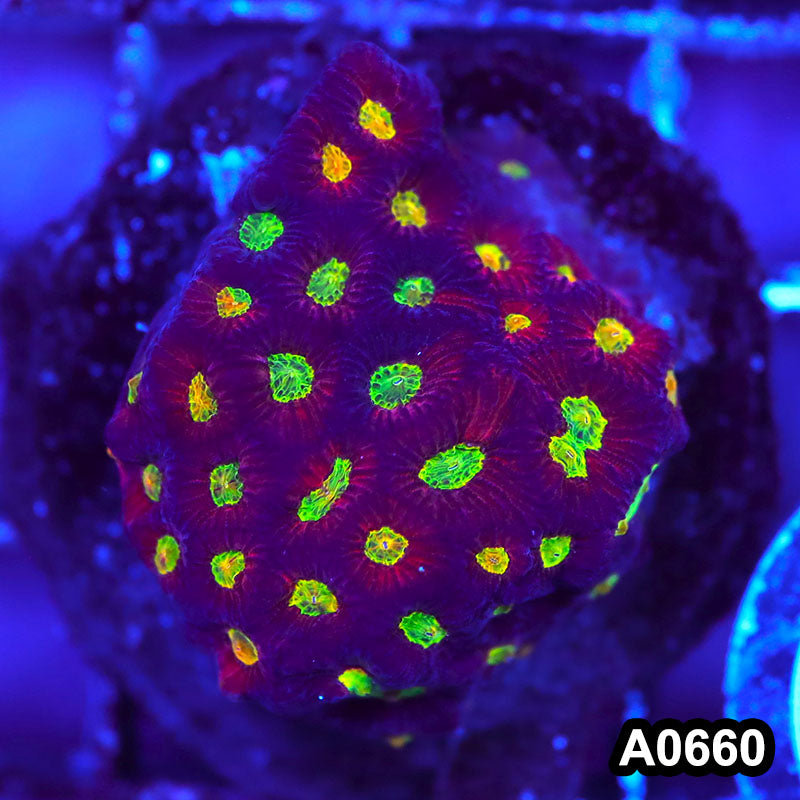 Item#A0660IN0660(M) WYSIWYG Indo Cultured Rainbow Favia Colony